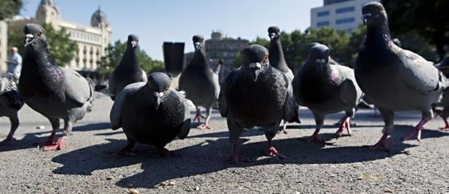  El Martes Salud del 21 de mayo, dedicado a la gestión de las palomas urbanas desde la sensibilización y la concienciación ciudadana