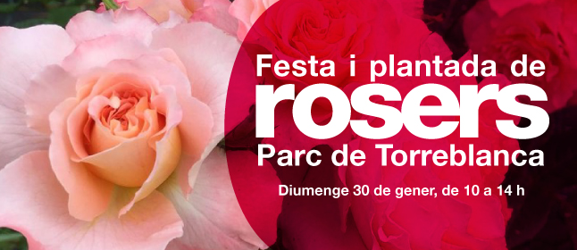 Festa i plantada de rosers al Parc de Torreblanca